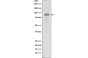 Western blot analysis of Hsp90 alpha expression in Jurkat cell lysate.