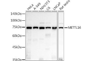 Western blot analysis of extracts of various cell lines, using METTL16 antibody (ABIN7268501) at 1:1000 dilution.