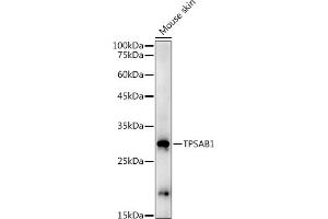Western blot analysis of extracts of Mouse skin, using TPS antibody (ABIN3015852, ABIN3015853, ABIN1683115 and ABIN6219192) at 1:1000 dilution. (TPSAB1 抗体  (AA 19-210))