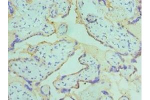 Immunohistochemistry of paraffin-embedded human placenta tissue using ABIN7149071 at dilution of 1:100 (AXUD1 抗体  (AA 1-200))
