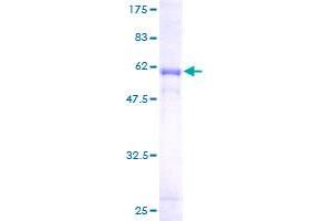 Image no. 1 for Fibrinogen-Like 1 (FGL1) (AA 19-312) protein (GST tag) (ABIN1354058)