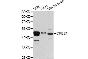 Western blot analysis of extracts of various cell lines, using CREB1 antibody. (CREB1 抗体)