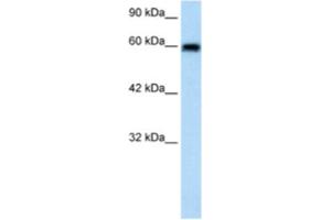 Western Blotting (WB) image for anti-Bestrophin 4 (BEST4) antibody (ABIN2461145) (Bestrophin 4 抗体)