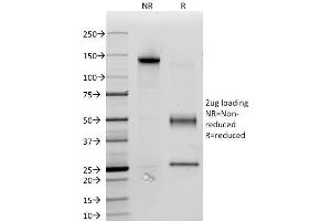 SDS-PAGE Analysis Purified CD34 Monoclonal Antibody (ICO-115). (CD34 抗体)