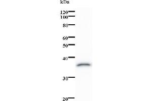 Western Blotting (WB) image for anti-Ovo-Like 1 (OVOL1) antibody (ABIN931221) (OVOL1 抗体)