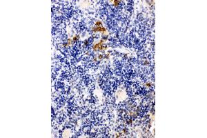 Anti-Leupaxin antibody, IHC(P) IHC(P): Rat Spleen Tissue