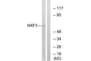 Western blot analysis of extracts from MCF-7 cells, using NXF3 antibody. (NXF3 抗体  (Internal Region))