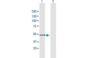 Western Blot analysis of GPT2 expression in transfected 293T cell line by GPT2 MaxPab polyclonal antibody. (GPT2 抗体  (AA 1-523))