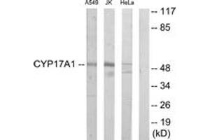 Western blot analysis of extracts from Jurkat/A549/HeLa cells, using Cytochrome P450 17A1 Antibody. (CYP17A1 抗体  (AA 221-270))
