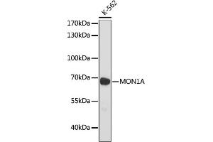 Western blot analysis of extracts of K-562 cells, using MON1A antibody (ABIN7268680) at 1:1000 dilution. (MON1A 抗体)