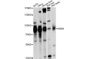 Western blot analysis of extracts of various cell lines, using SNX9 antibody (ABIN1874896) at 1:1000 dilution. (SNX9 抗体)