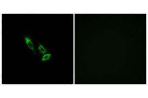 Immunofluorescence analysis of A549 cells, using OR10V1 antibody. (OR10V1 抗体  (Internal Region))