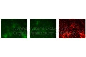 Immunofluorescence (IF) image for anti-GATA Binding Protein 6 (GATA6) (N-Term) antibody (ABIN2779715)