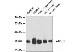 Western blot analysis of extracts of various cell lines using ATOH1 Polyclonal Antibody at dilution of 1:1000. (ATOH1 抗体)
