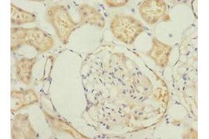 Immunohistochemistry of paraffin-embedded human kidney tissue using ABIN7165996 at dilution of 1:100 (PRUNE2 抗体  (AA 1-250))