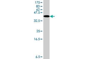 Image no. 2 for anti-Succinate-CoA Ligase, alpha Subunit (SUCLG1) (AA 125-234) antibody (ABIN1327671) (SUCLG1 抗体  (AA 125-234))