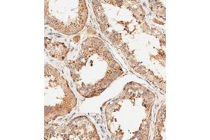 Immunohistochemical analysis of paraffin-embedded human testis tissue using (ABIN6244054 and ABIN6578895) performed on the Leica® BOND RXm. (MUT 抗体  (AA 32-66))