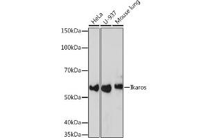 Western blot analysis of extracts of various cell lines, using Ikaros Rabbit mAb (ABIN7267841) at 1:1000 dilution. (IKZF1 抗体)