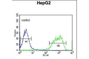 PX Antibody (Center) (ABIN653829 and ABIN2843096) flow cytometric analysis of HepG2 cells (right histogram) compared to a negative control cell (left histogram). (PXMP2 抗体  (AA 40-68))