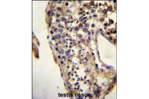 ECAT1 Antibody immunohistochemistry analysis in formalin fixed and paraffin embedded human testis tissue followed by peroxidase conjugation of the secondary antibody and DAB staining. (ECAT1 抗体  (N-Term))