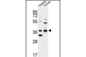 DHRS3 Antibody (Center) (ABIN653135 and ABIN2842711) western blot analysis in HepG2 cell line and mouse liver tissue lysates (35 μg/lane). (DHRS3 抗体  (AA 85-113))