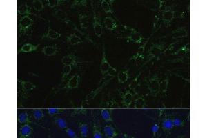 Immunofluorescence (IF) image for anti-Cytochrome C Oxidase Subunit Vb (COX5B) antibody (ABIN7260609)