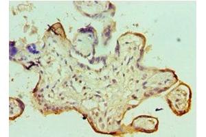 Immunohistochemistry of paraffin-embedded human placenta tissue using ABIN7171052 at dilution of 1:100