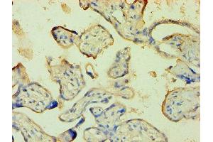 Immunohistochemistry of paraffin-embedded human placenta tissue using ABIN7144281 at dilution of 1:100