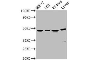 Western Blot Positive WB detected in: MCF-7 whole cell lysate, PC-3 whole cell lysate, Rat kidney tissue, Mouse liver tissue All lanes: HPN antibody at 4. (Hepsin 抗体  (AA 294-413))