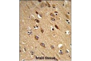 Formalin-fixed and paraffin-embedded human brain reacted with PISD Antibody (Center), which was peroxidase-conjugated to the secondary antibody, followed by DAB staining. (PISD 抗体  (AA 223-250))