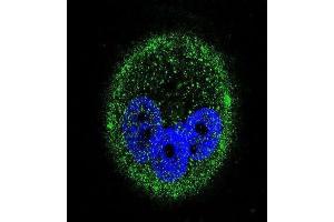 Immunofluorescence (IF) image for anti-Mitogen-Activated Protein Kinase 15 (MAPK15) antibody (ABIN2995325) (MAPK15 抗体)