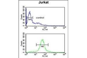 C Antibody (Center) (ABIN650934 and ABIN2840000) flow cytometric analysis of Jurkat cells (bottom histogram) compared to a negative control cell (top histogram). (CCDC130 抗体  (AA 173-200))