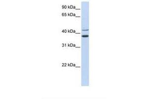 Image no. 1 for anti-Makorin Ring Finger Protein 2 (MKRN2) (N-Term) antibody (ABIN6738061)