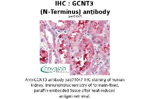 Image no. 1 for anti-Glucosaminyl (N-Acetyl) Transferase 3, Mucin Type (GCNT3) (N-Term) antibody (ABIN1734656) (GCNT3 抗体  (N-Term))