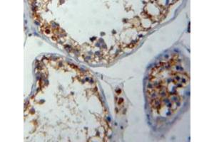 Used in DAB staining on fromalin fixed paraffin-embedded testis tissue (FNBP1 抗体  (AA 348-529))