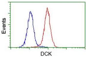 Image no. 4 for anti-Deoxycytidine Kinase (DCK) antibody (ABIN1497776) (DCK 抗体)