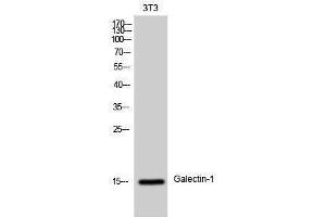 Western Blotting (WB) image for anti-Lectin, Galactoside-Binding, Soluble, 1 (LGALS1) (Internal Region) antibody (ABIN3184729)