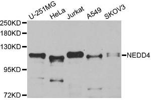 Western blot analysis of extracts of C6 cells tissue, using NEDD4 antibody. (NEDD4 抗体  (AA 160-460))