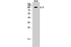 Western Blotting (WB) image for anti-rho GTPase Activating Protein 4 (ARHGAP4) (C-Term) antibody (ABIN3186232) (ARHGAP4 抗体  (C-Term))