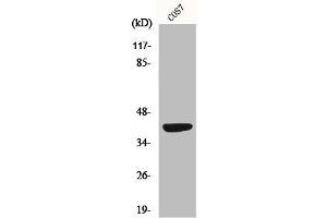 Western Blot analysis of COS7 cells using MRP-S22 Polyclonal Antibody (MRPS22 抗体  (Internal Region))