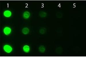 Dot Blot of Goat anti-Human IgG IgA IgM Antibody Fluorescein Conjugated. (山羊 anti-人 IgA, IgG, IgM (Heavy & Light Chain) Antibody (FITC) - Preadsorbed)