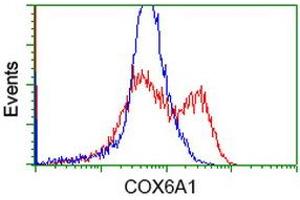 HEK293T cells transfected with either RC210485 overexpress plasmid (Red) or empty vector control plasmid (Blue) were immunostained by anti-COX6A1 antibody (ABIN2452917), and then analyzed by flow cytometry. (COX6A1 抗体)