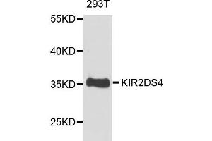 Western blot analysis of extract of 293T cells, using KIR2DS4 antibody. (KIR2DS4 抗体)