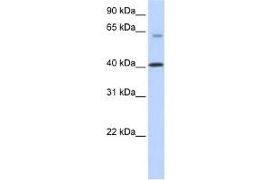 WB Suggested Anti-TMEM195 Antibody Titration:  0.