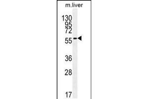 Western blot analysis in mouse liver tissue lysates (35ug/lane). (DHCR7 抗体  (C-Term))
