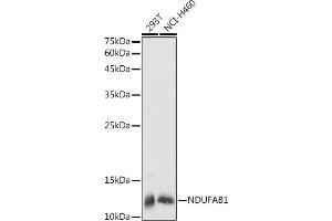 Western blot analysis of extracts of various cell lines, using NDUF antibody (ABIN7268817) at 1:1000 dilution. (NDUFAB1 抗体  (AA 50-150))