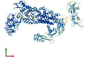 AlphaFold protein structure predicition of Human Recombinant IARS1 Protein, UniprotID P41252 (IARS Protein (AA 1-1262) (His tag))
