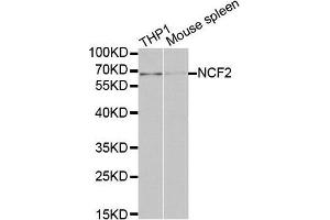 Western Blotting (WB) image for anti-Neutrophil Cytosolic Factor 2 (NCF2) (AA 227-526) antibody (ABIN3021641) (NCF2 抗体  (AA 227-526))