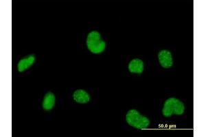 Immunofluorescence of purified MaxPab antibody to POLR3C on HeLa cell. (POLR3C 抗体  (AA 1-534))