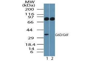 Image no. 1 for anti-Lymphocyte Antigen 6 Complex, Locus G6F (LY6G6F) (AA 50-100) antibody (ABIN960257) (LY6G6F 抗体  (AA 50-100))